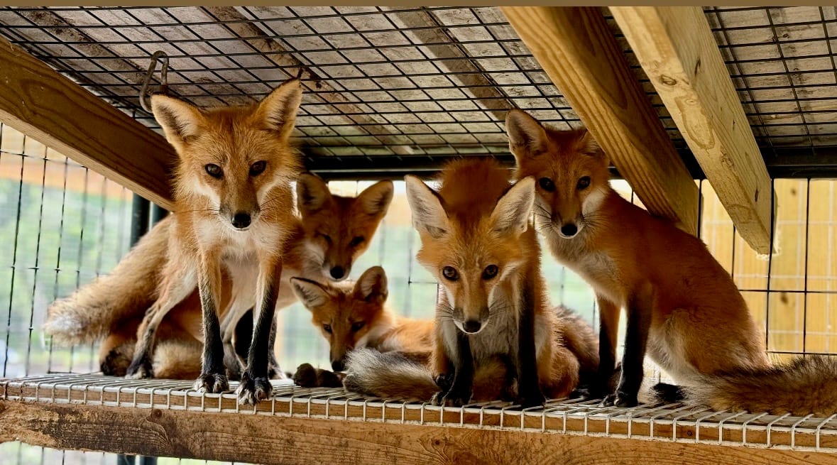 Red fox kits in the Noah's Ark Sanctuary enclosure