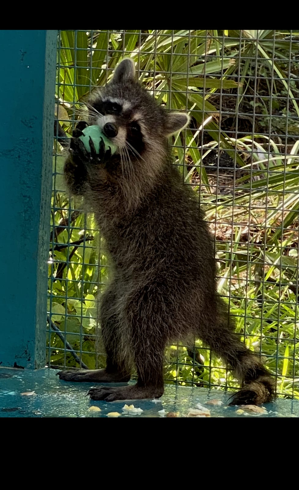 Rescued raccoon at Noah's Ark Sanctuary