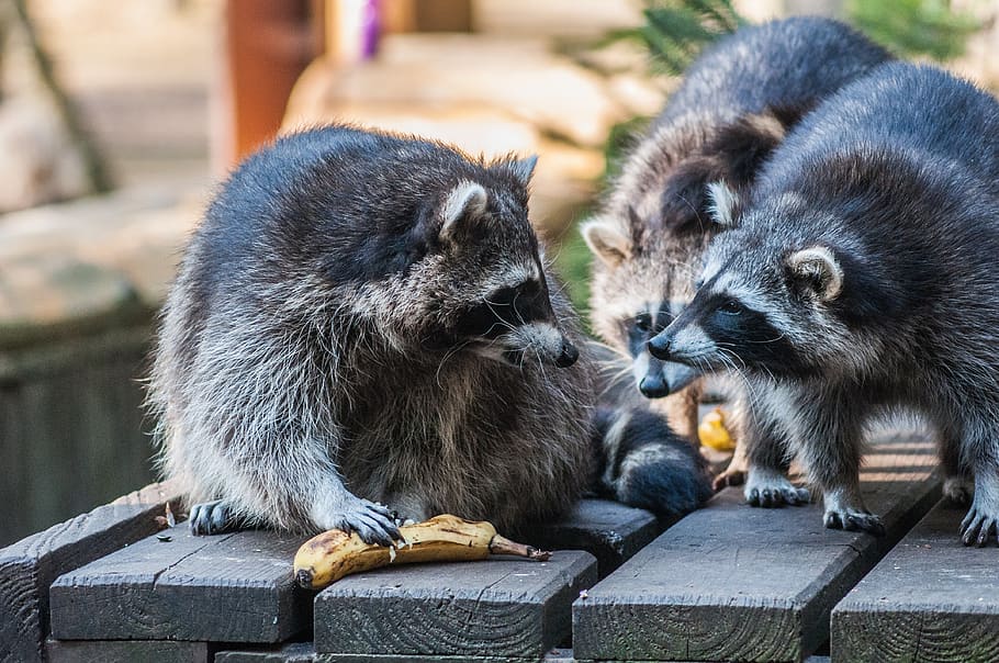 Three raccoons feeding at the Noah's Ark Sanctuary