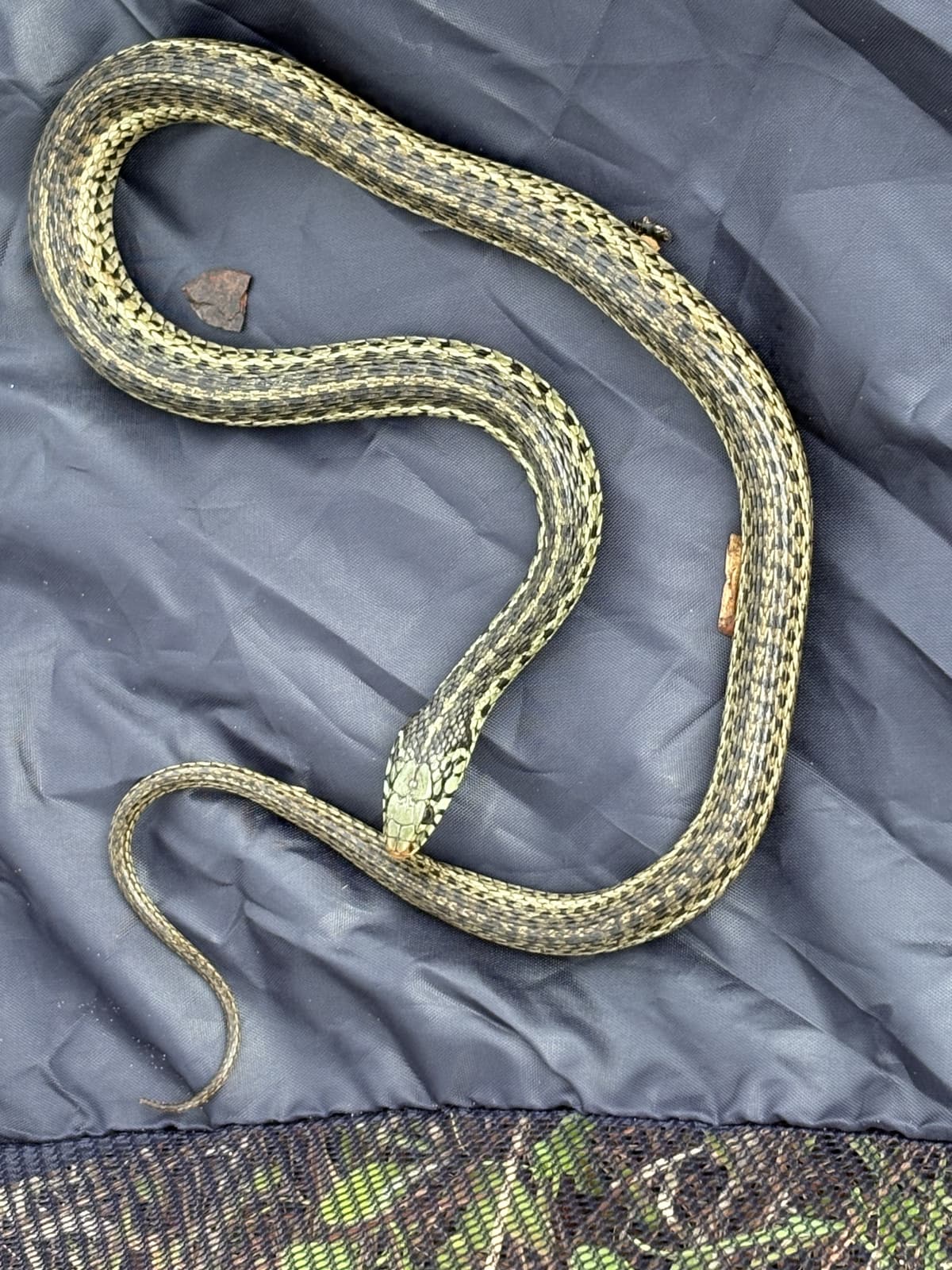 Snake captured during a Noah's Ark Wildlife removal call