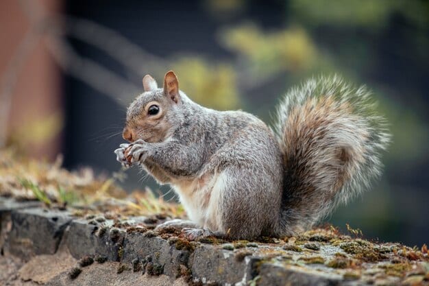 Eastern gray squirrel feeding on a wall